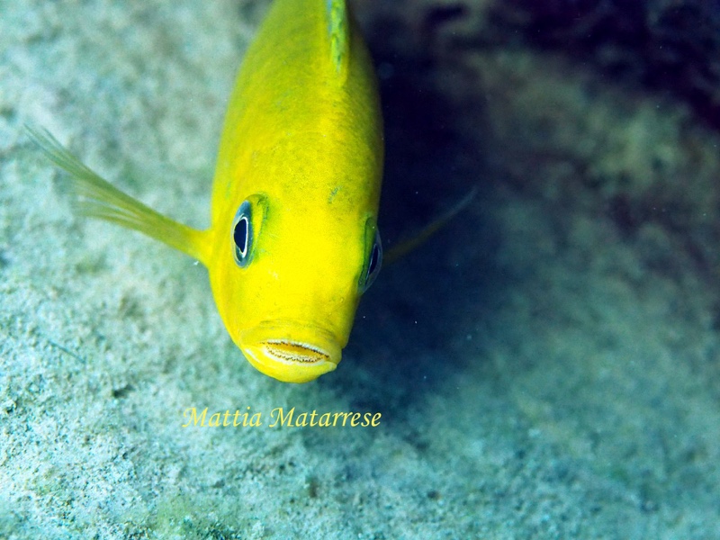 Maylandia barlowi 'Nakantenga Island'
